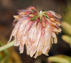 Trifolium lemmonii