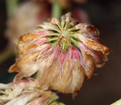 Trifolium lemmonii