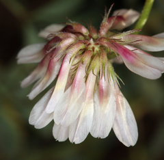 Trifolium lemmonii