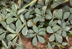 Trifolium lemmonii