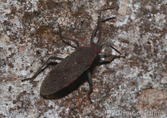 Jadera parapectoralis