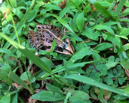 Hoplobatrachus tigerinus