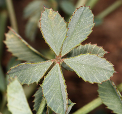 Trifolium lemmonii