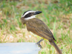 Pitangus sulphuratus