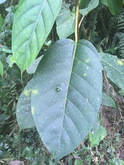 Ficus septica
