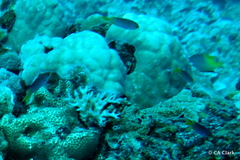 Neopomacentrus nemurus