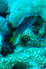 Neopomacentrus nemurus