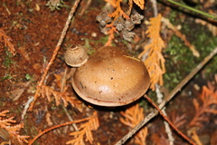 Inocybe assimilata