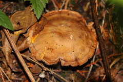Inocybe assimilata
