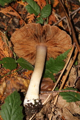 Inocybe assimilata