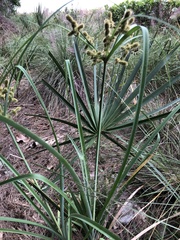 Cyperus ligularis image