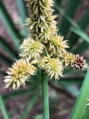Cyperus ligularis image