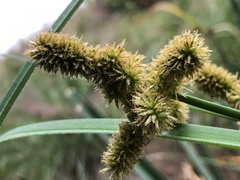 Cyperus ligularis image