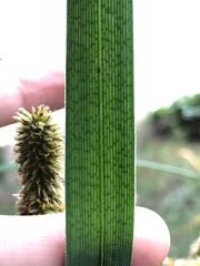 Cyperus ligularis image