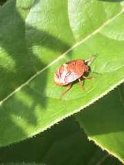Chinavia pensylvanica