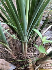 Cyperus ligularis image