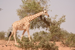 Giraffa camelopardalis peralta