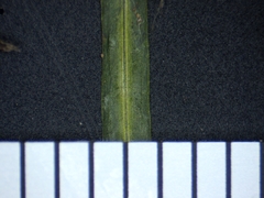 Potamogeton berchtoldii