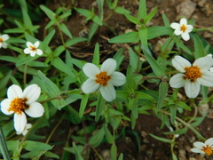 Zinnia bicolor
