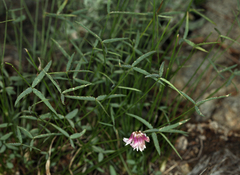 Trifolium dedeckerae
