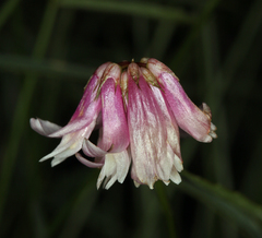 Trifolium dedeckerae