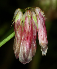 Trifolium dedeckerae