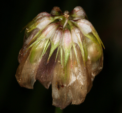 Trifolium dedeckerae