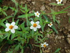 Zinnia bicolor