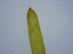 Potamogeton berchtoldii