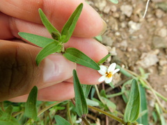 Zinnia bicolor