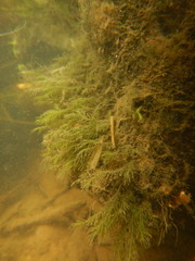 Fissidens fontanus