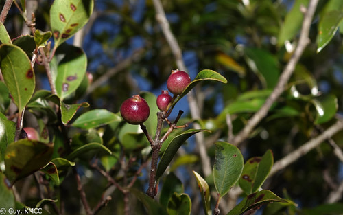 Aggregate eugenia (Syzygium phillyreifolium)