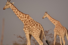 Giraffa camelopardalis peralta