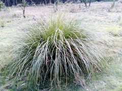 Poaceae