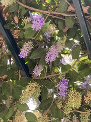 Petrea