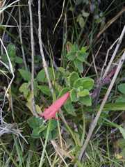 Clinopodium tomentosum