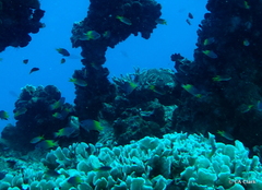 Pomacentrus nigromanus