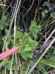 Clinopodium tomentosum
