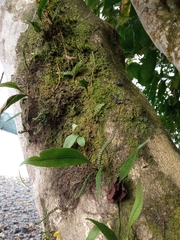 Microgramma squamulosa