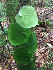 Monstera spruceana