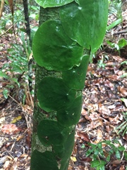 Monstera spruceana