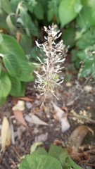 Lepidium perfoliatum