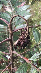 Rhus copallina image