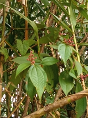Miconia demissifolia
