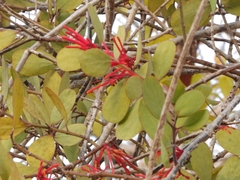 Psittacanthus biternatus