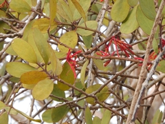 Psittacanthus biternatus