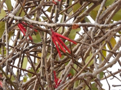 Psittacanthus biternatus