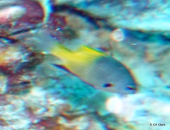 Pomacentrus nigromanus