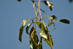 Canavalia bonariensis