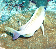 Scolopsis margaritifera